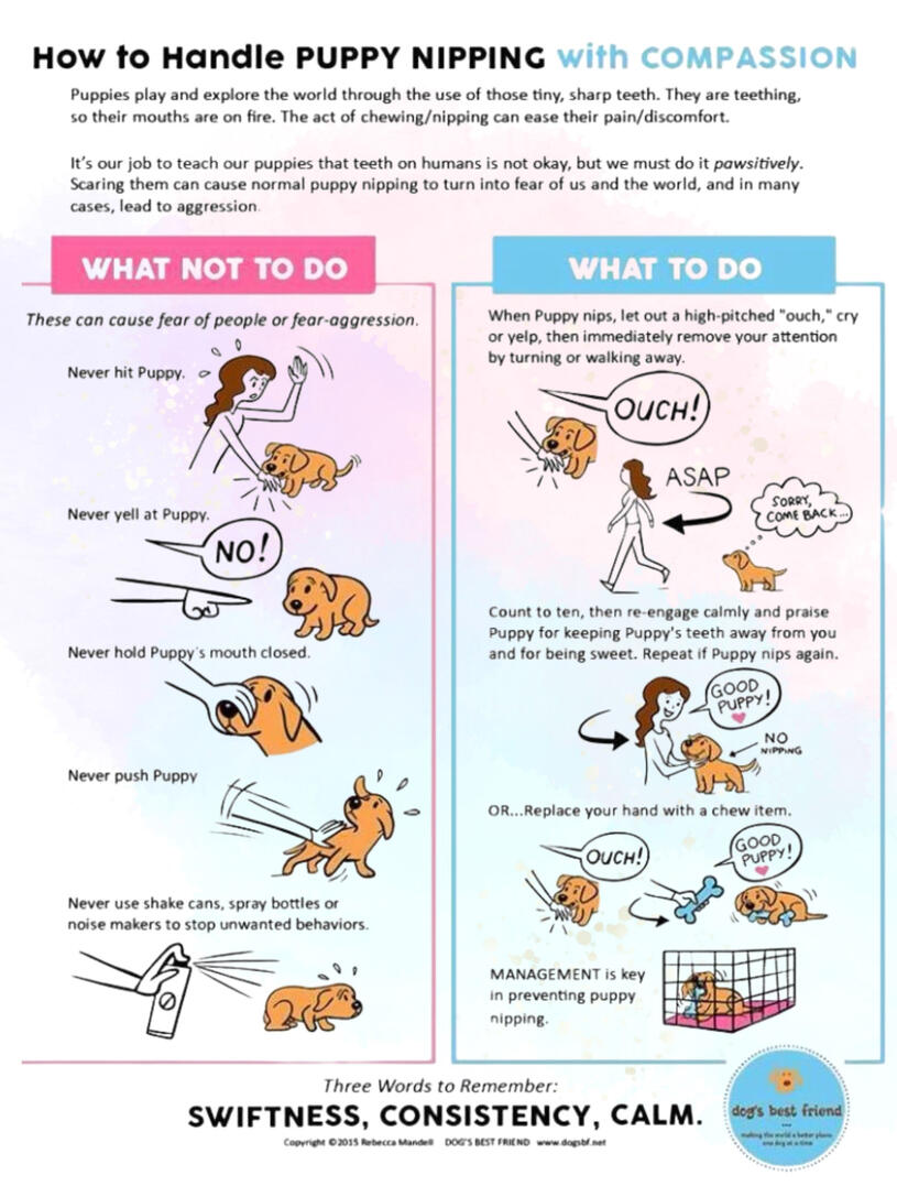 How to Handle Puppy Nipping