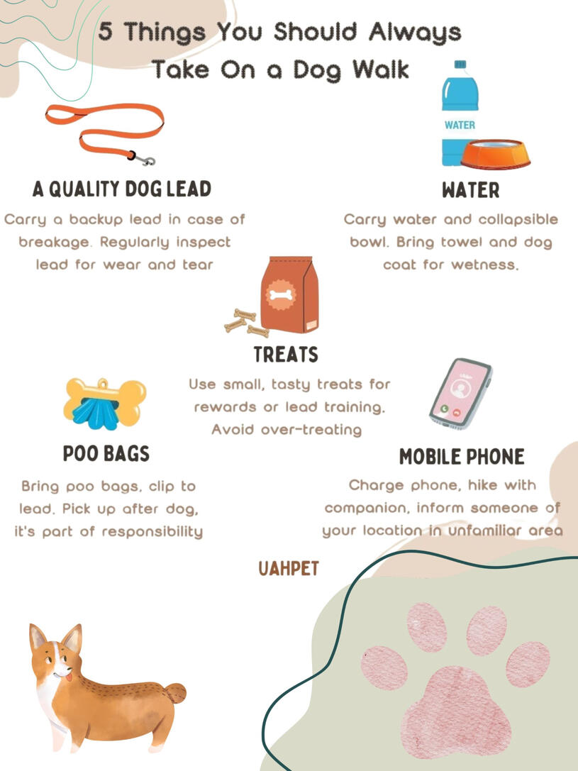 5 Things You Should Always Take on a Dog Walk